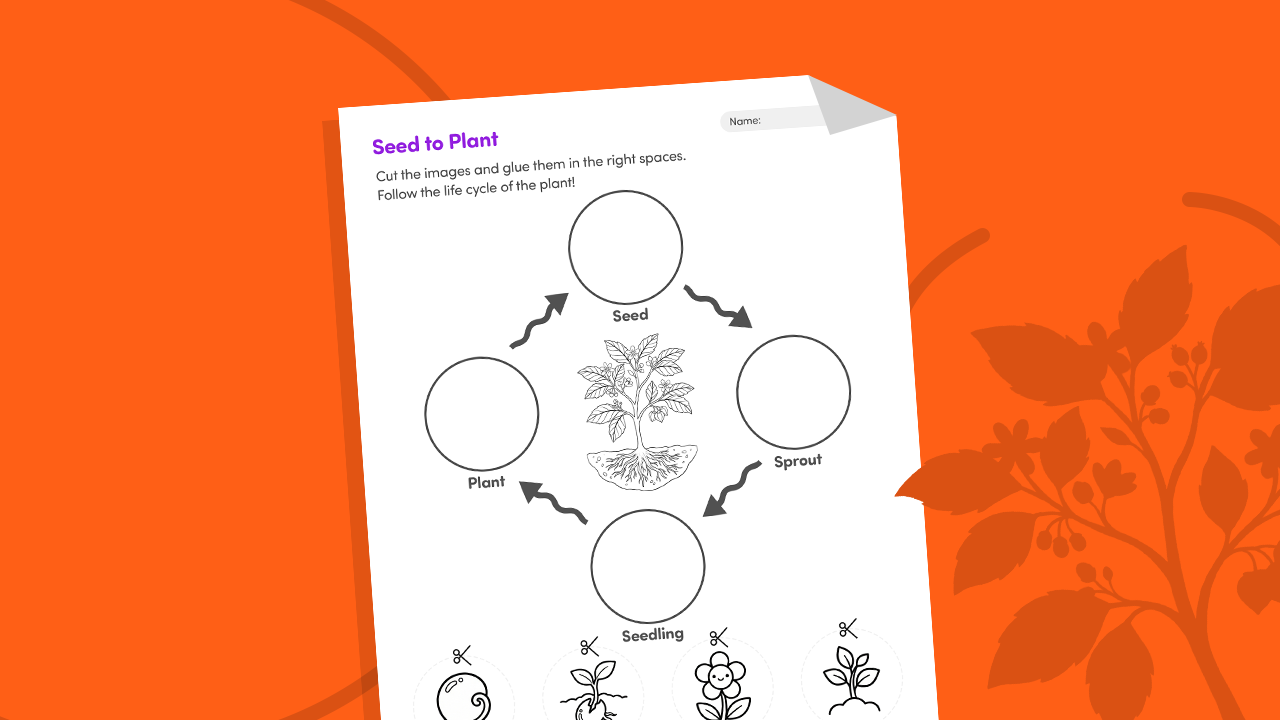 Seed to plant 4 step sequencing worksheet printable